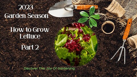 How to grow lettuce and salad fixings