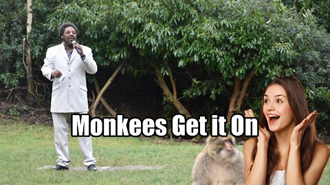 Marvin Gaye Impersonator Serenades🎤 Endangered 🐒Monkey's