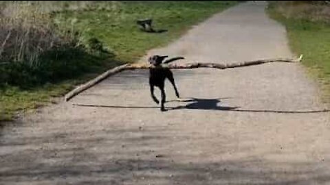 Ce chien a trouvé son bâton favori