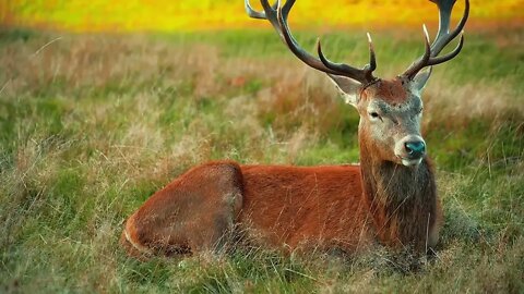 A herd of sika deer were resting in the meadow