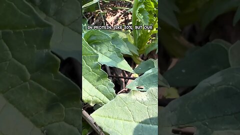 Pastured Pigs Surprised Me with these Cover Crops #pasturedpigs #covercrops #buckwheat