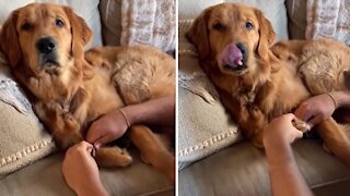 Pampered Golden Retriever enjoys a relaxing pedicure