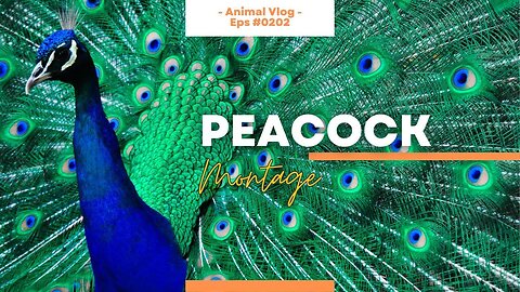 The Regal Peacock 🦚🌈🌺 A Video Compilation of God's Colorful Birds