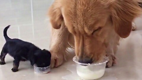 Playful Golden Retriever Gets An Adorable Puppy Friend