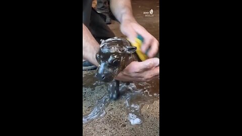 Baby hippos are so cute 😊 bath time