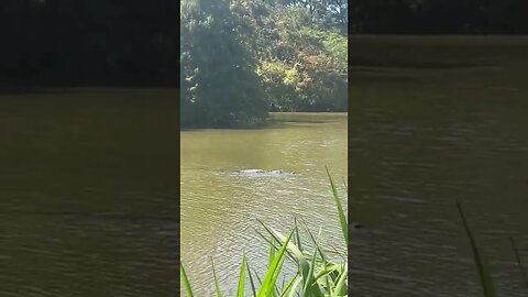 East End Park Lake Houston Alligators | Houston Texas Wildlife