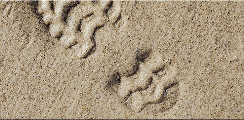 God’s Footprints on Down to Earth Bue Heavenly Minded Podcast