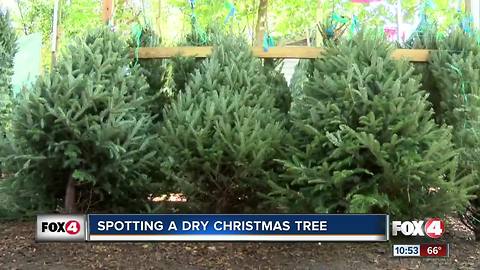 Tips to keep your Christmas tree fresh