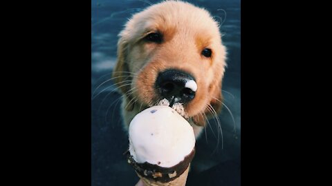 Dogs eat ice cream