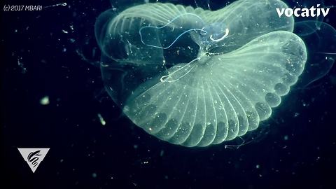 These Tiny Sea Creatures Are Fighting Climate Change