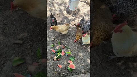 Watermelon for the Chickens. #shorts #chicken #watermelon #feedingtime