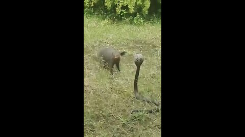 Cobra and Mongoose 1 _ Fight _ Cobra Mongoose Fight.mp4