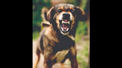 How to make Dog fully aggressive with few simple technic