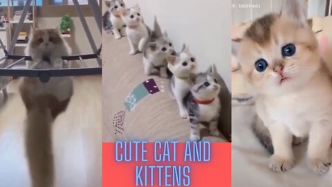 😂😁🤣Funny Cats and Cute Kittens Playing Compilation for laugh !😁🤣🙊🐈