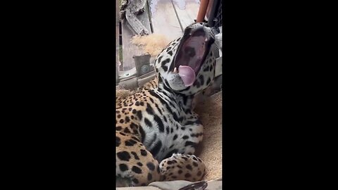 Oakland Zoo Animals Hold Their Own 'Yawn Challenge'