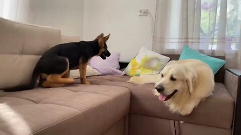 How the Golden Retriever and the German Shepherd Became Best Friends [Compilation]-2