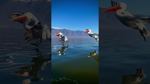 Magnificent Dalmatian Pelicans of Lake Kerkini, northern Greece 🇬🇷