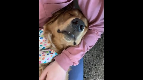 Golden Retriever adorably falls asleep in owner's lap