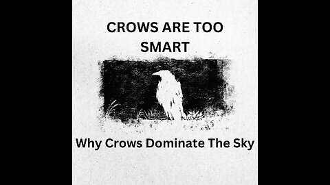 Why Crows The Smartest Birds On The Planet