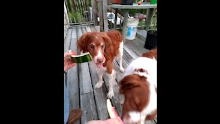 Watermelon fun 🍉