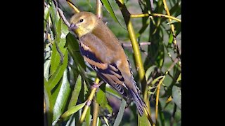 IECV NV #125 - 👀 American Goldfinch Juvenile 9-10-2015