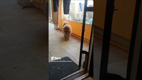 #shorts Chow Chow Dog Living in South Africa Num: 50 #chowchowpuppies #chowchowdog #southafricachows