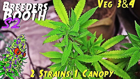 Breeders Booth S2 Ep. 3 | Veg Weeks 3 & 4 | 2 Strains 1 Canopy