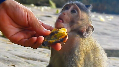 A woman feeding handsome monkey