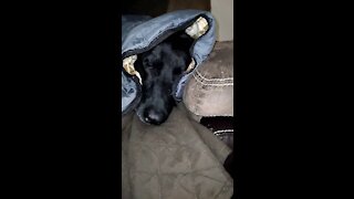 Doggo Loves Snuggin In His Blanky