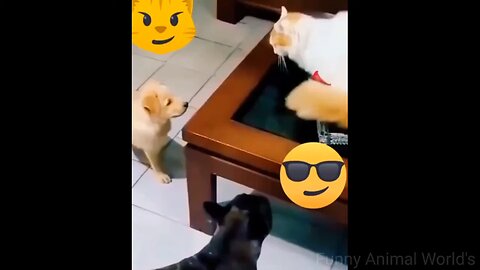 😂😂😂😂🤣🤣🤣funny animal videos _ cat and dog videos try not to laugh 😂😂😂