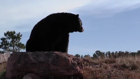 black bear adult alone resting in autumn rock