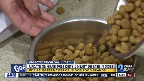 Dog with heart disease showing improvements after switching from grain-free diet