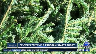 Denver's treecycle program starts today