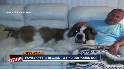 Where's Logan? Family believes 202-pound St. Bernard stolen from home in Pinellas County