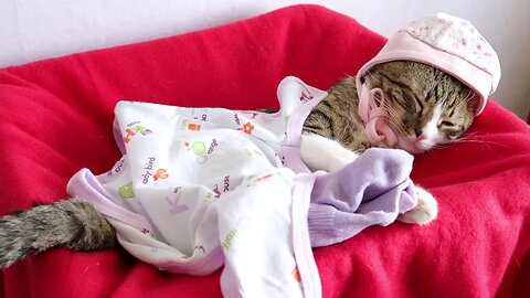 Sweet Little Cat Likes to Wear Baby Clothing