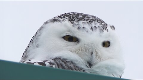 Snowy Owls, 12/26/2021 (HD)