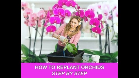 ORCHID CARE 🍃REPOTTING ORCHIDS /REPLANTING ORCHIDS 🌿 Shirley Bovshow