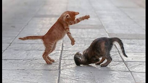 BABY KITTEN FIGHT FOR EACH OTHER @Funny