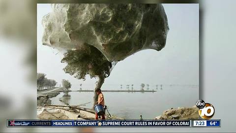 Trees covered in spider webs?