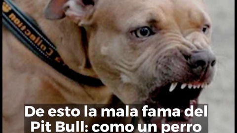 El Pitbull - De heroe a villano, lo que pocos saben de la razas mas controversial del mundo