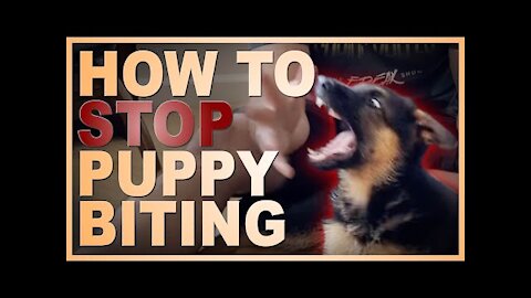 How to Easily Teach Your Puppy To STOP Biting You.