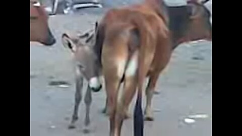 cow gives milk to donkey