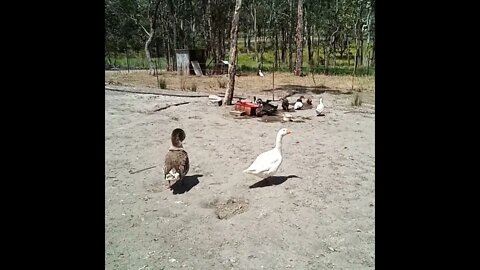 A couple of Ganders looking after the Ducklings