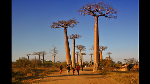 Baobabs island | Google Earth Travel