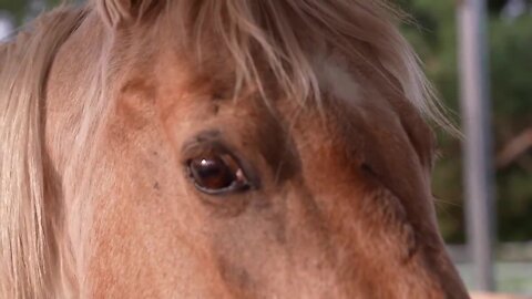 'There’s no limit to what you can do'; Saint Johns woman starts equine therapy business