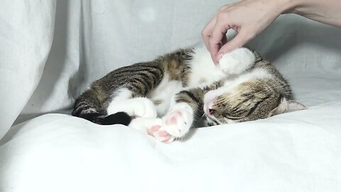 Happy Cat Fell Asleep on His Head