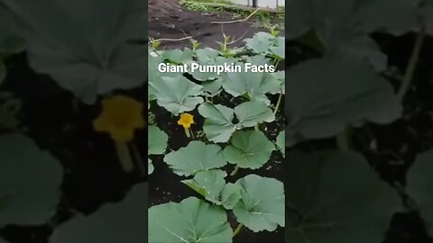 Milking Pumpkins #giantpumpkin #giant #giantfruits #garden