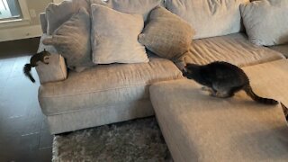 Pet squirrel plays with kitty cat best friend