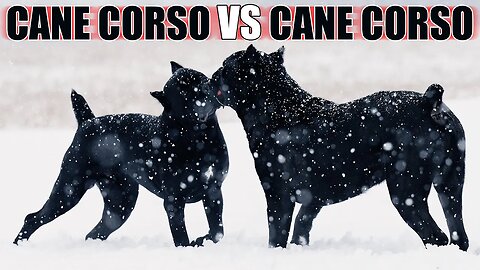 Cane Corsos Play Snowstorm- Raw Video