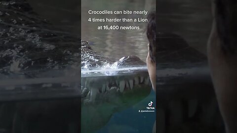 Crocodiles Bite force! #shorts #crocodile #facts